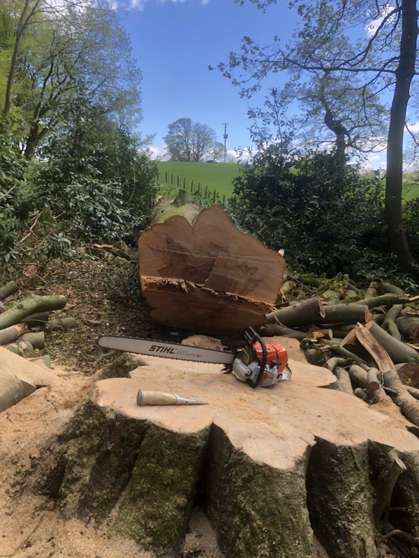 Tree surgeons for tree felling and cutting jobs